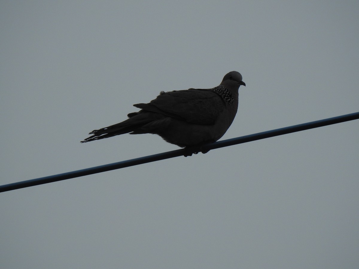 Spotted Dove - ML209834521