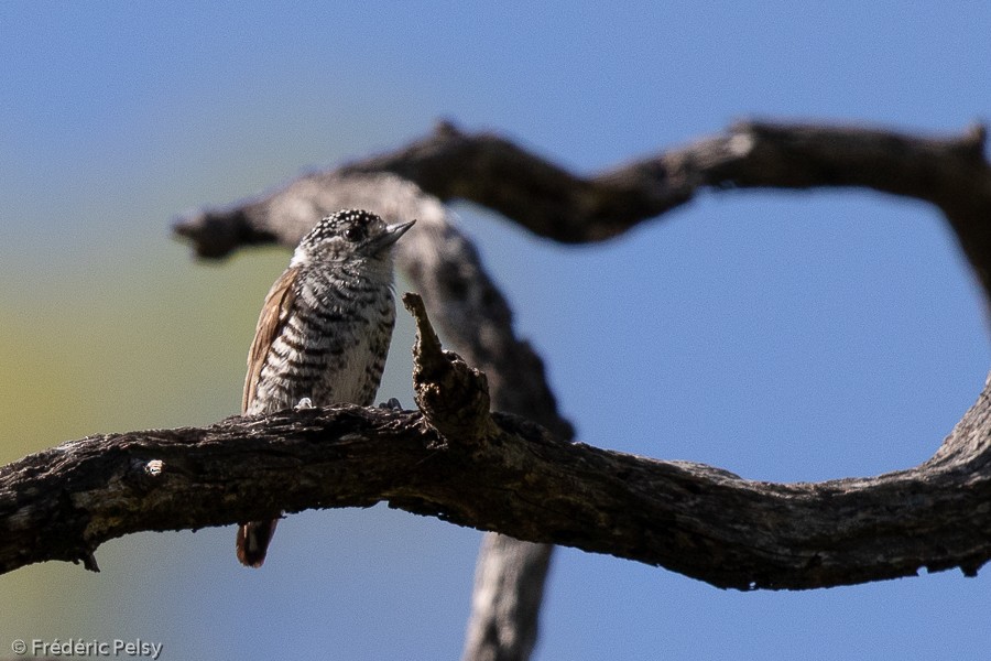 White-barred Piculet - ML209834841