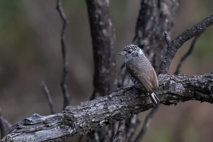 White-barred Piculet - ML209835551