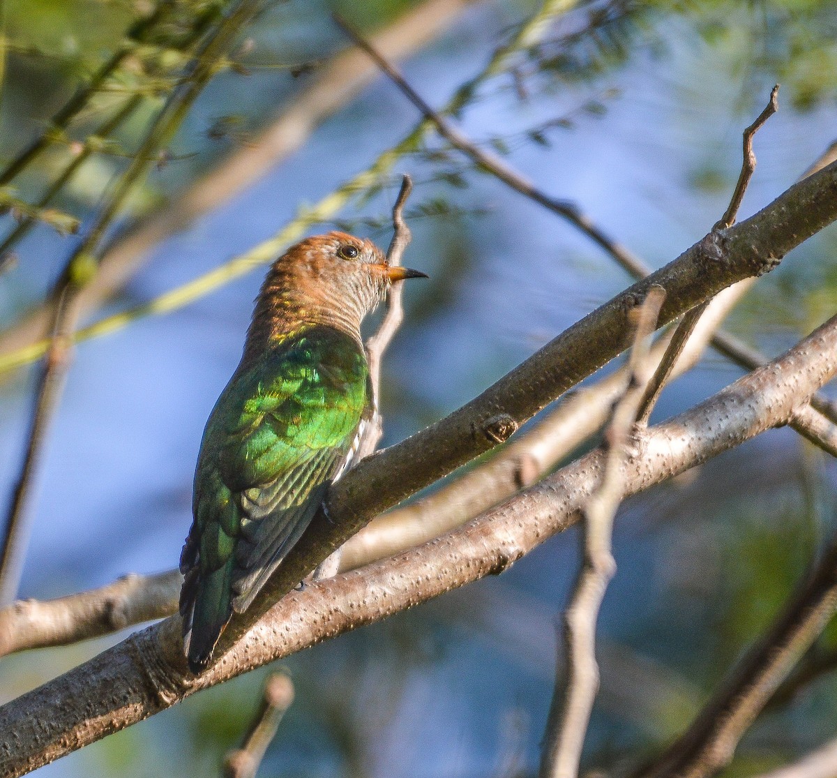 Asian Emerald Cuckoo - amrit raha