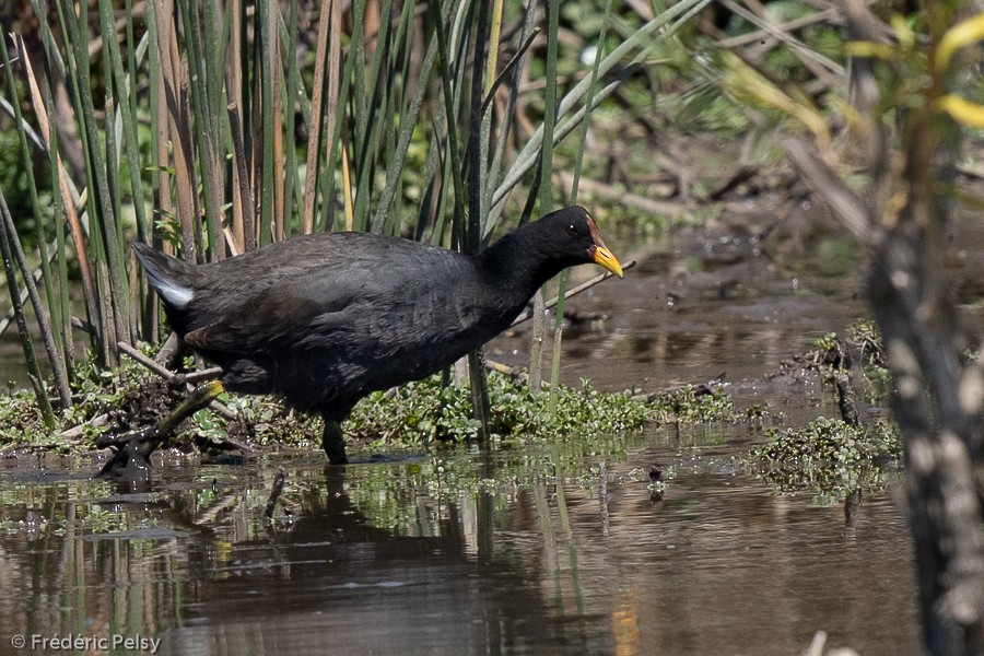 Red-fronted Coot - Frédéric PELSY
