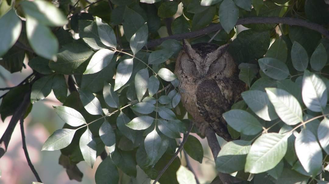 Indian Scops-Owl - vinita sangwan