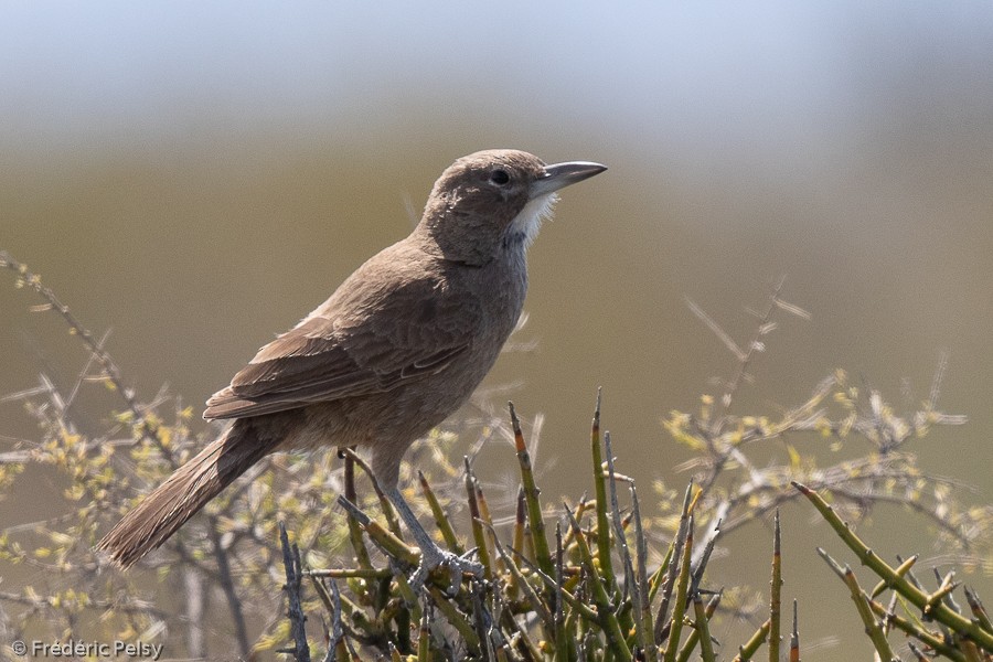 White-throated Cacholote - ML209847631