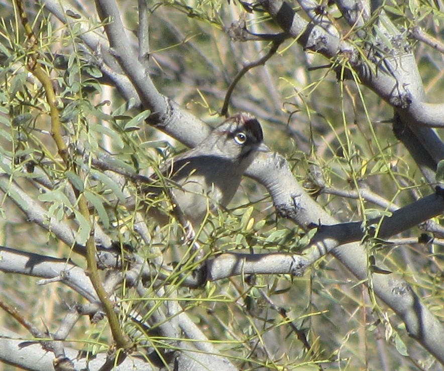 Rufous-crowned Sparrow - Nancy Stotz