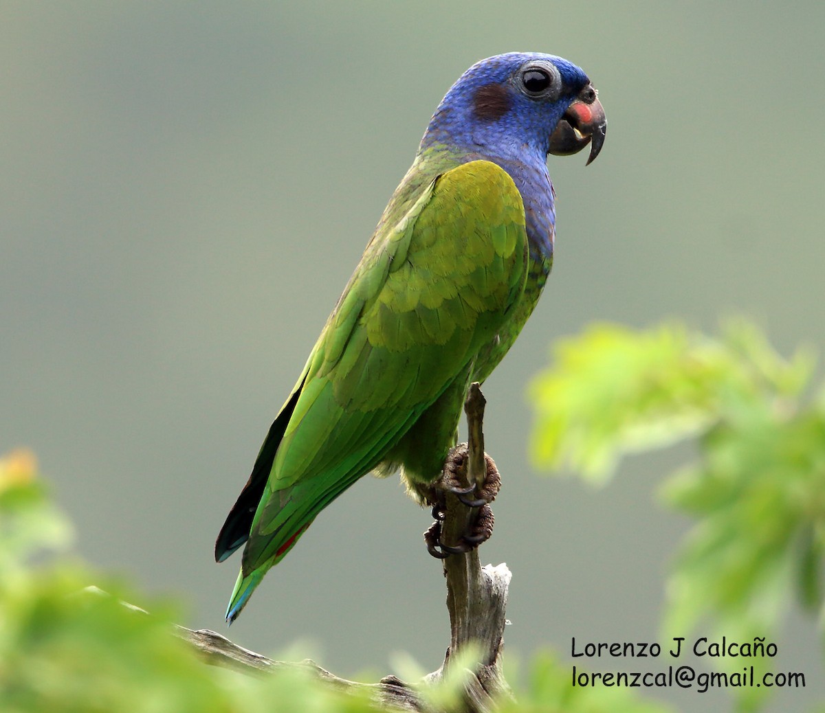 Blue-headed Parrot - Lorenzo Calcaño