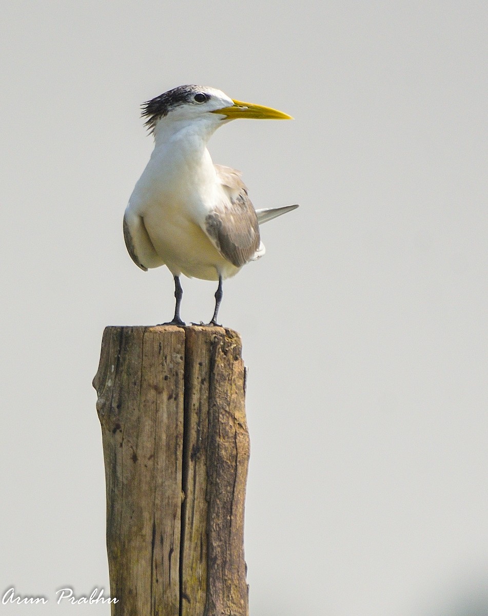Great Crested Tern - ML209853541