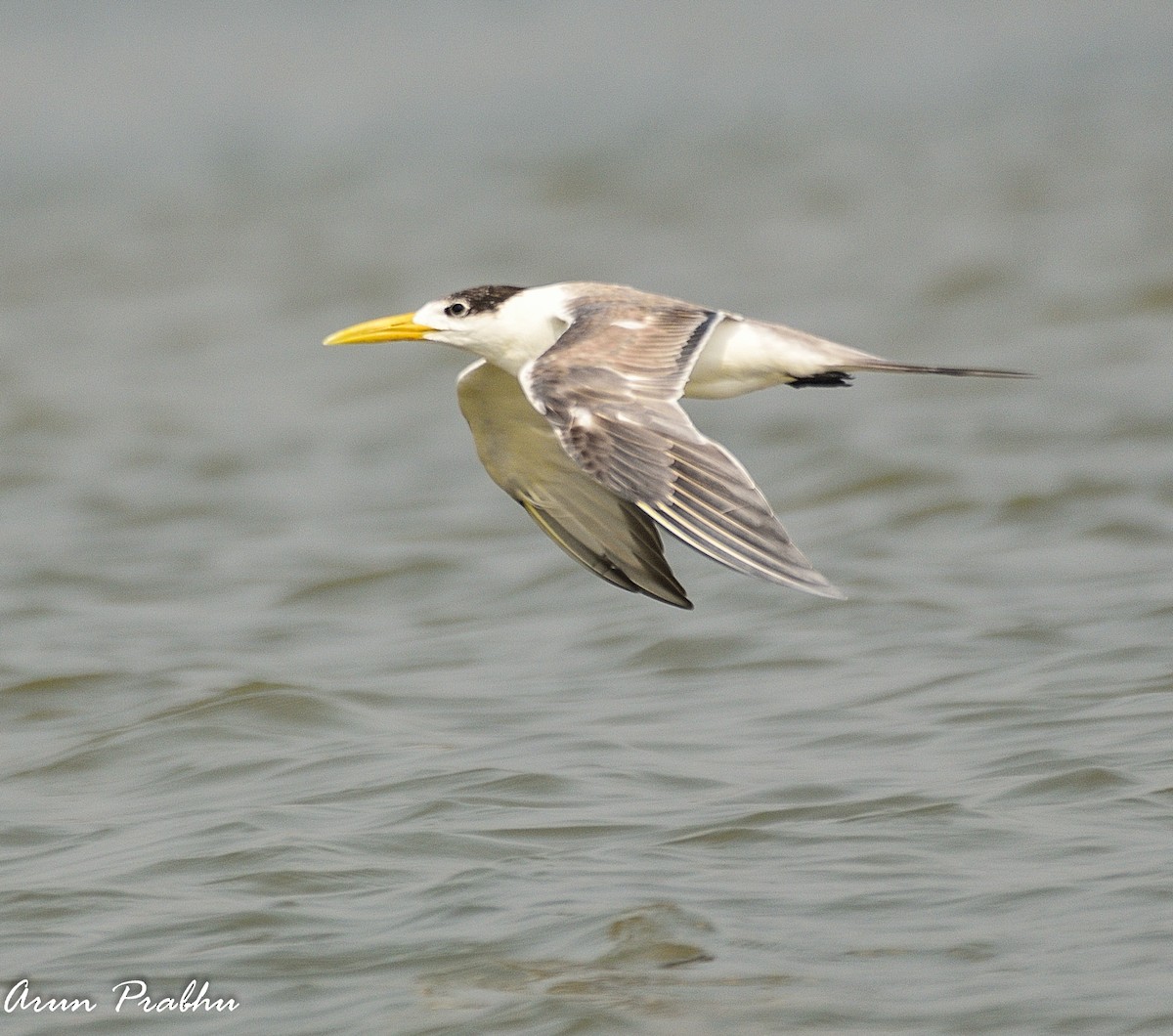 Great Crested Tern - ML209853981