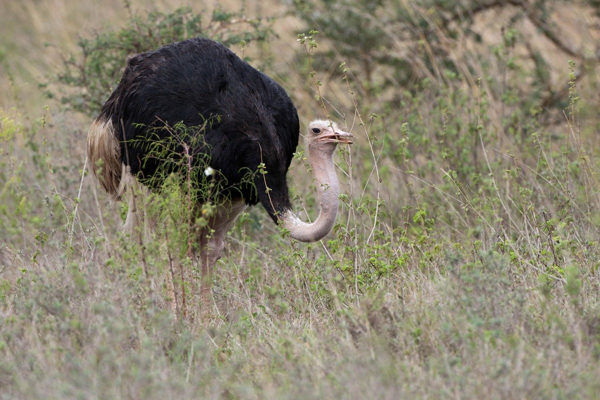 Африканский страус - ML20985621