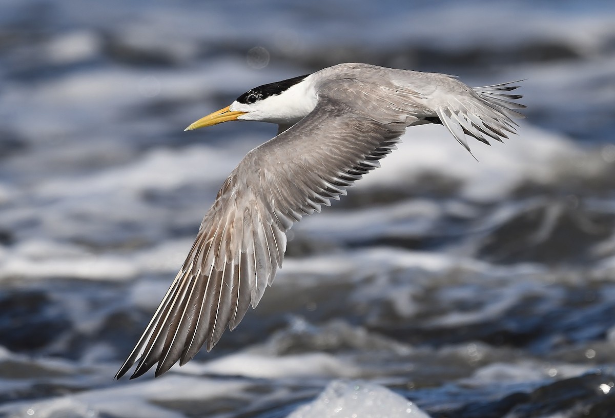 Great Crested Tern - ML209859571