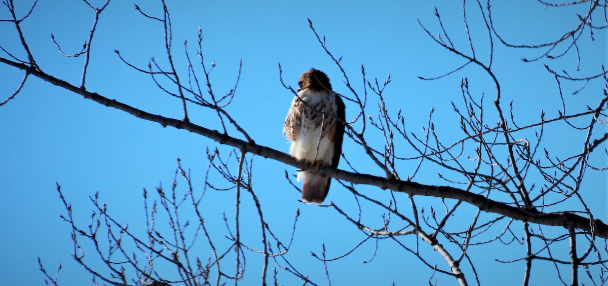 Red-tailed Hawk - ML209860361