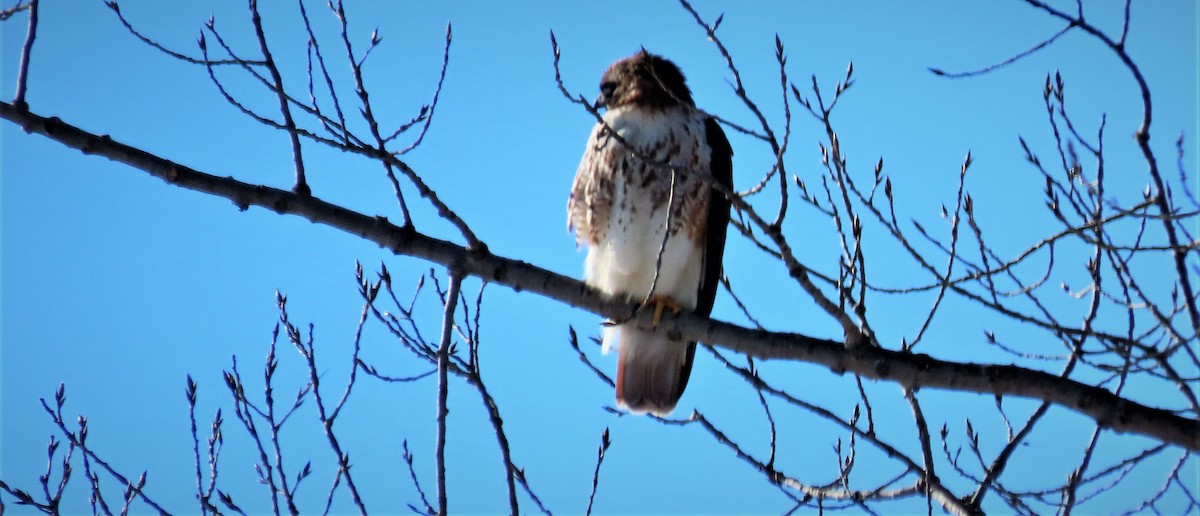 Red-tailed Hawk - ML209860371