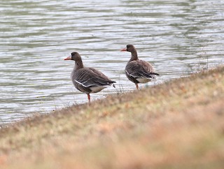 Greater White-fronted Goose, ML209861061