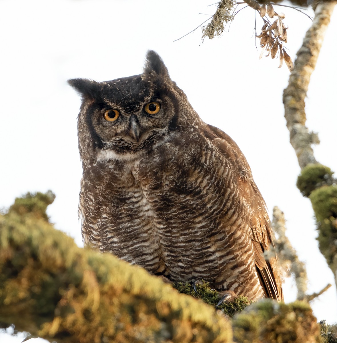 Great Horned Owl - ML209864091
