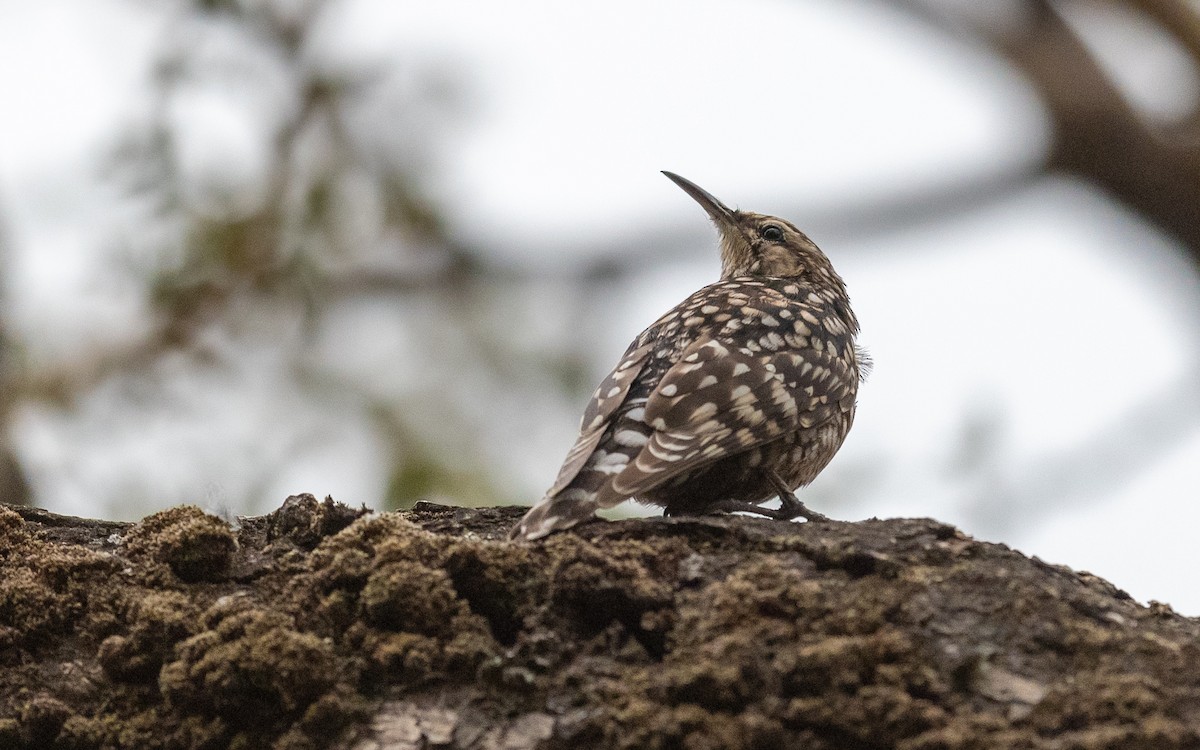 African Spotted Creeper - Jean-Louis  Carlo