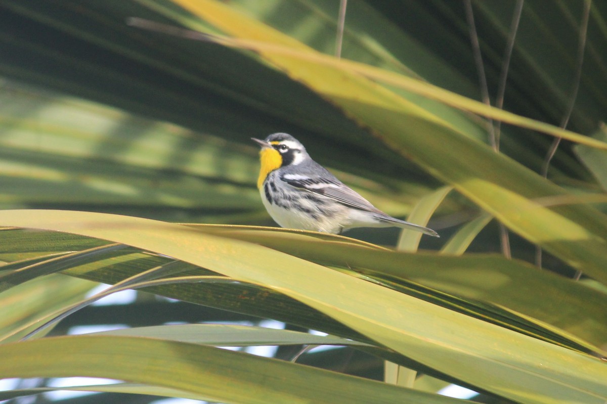 Yellow-throated Warbler - Tom Norville