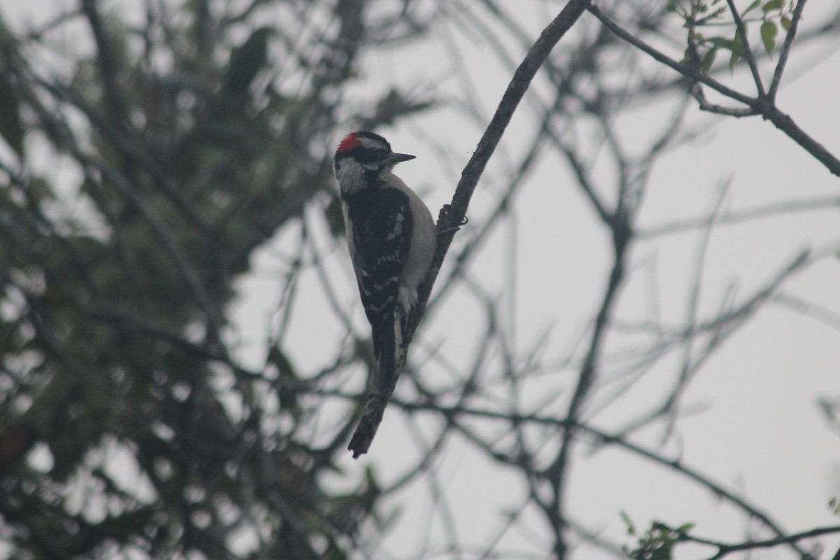 Downy Woodpecker (Eastern) - ML209865211