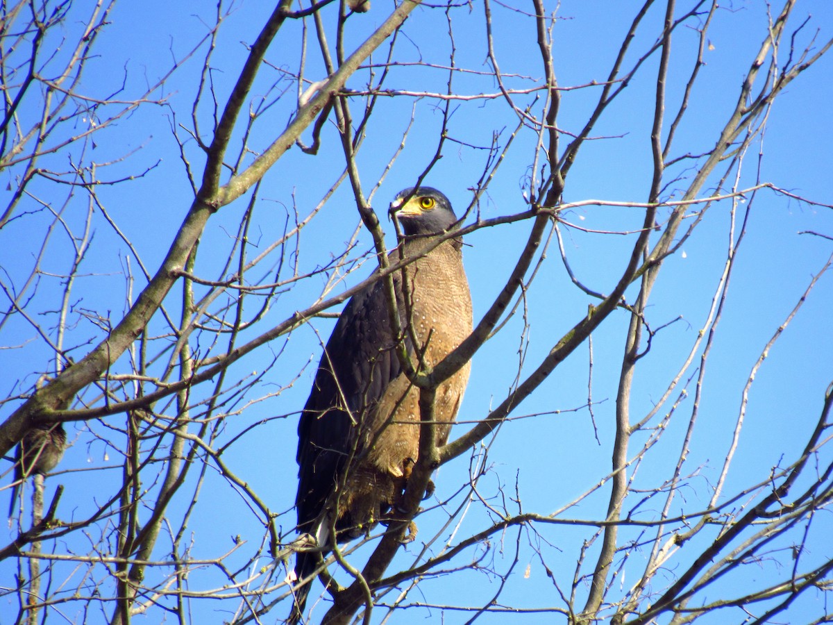Crested Serpent-Eagle - ML209866861
