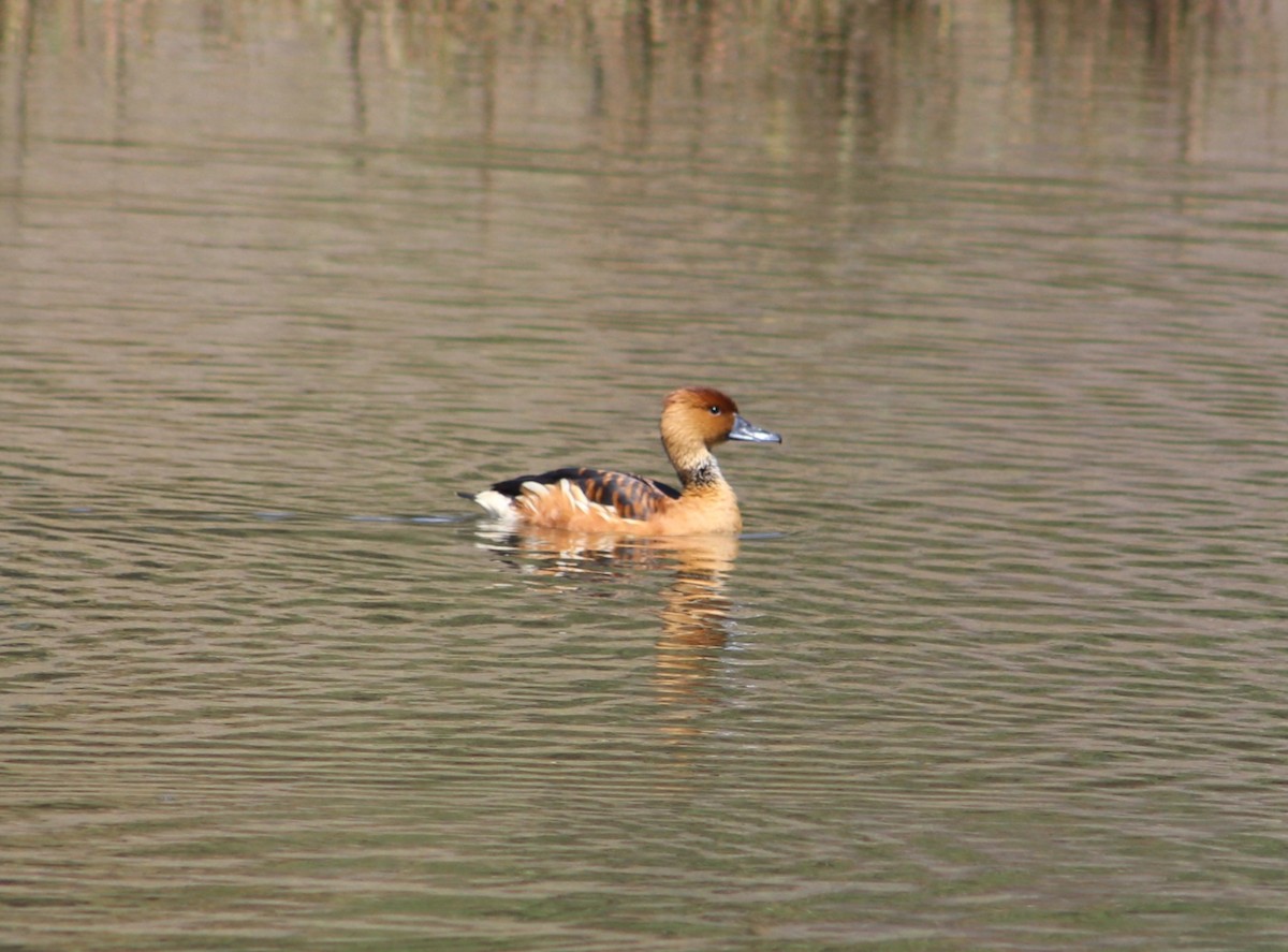 Fulvous Whistling-Duck - ML209867751