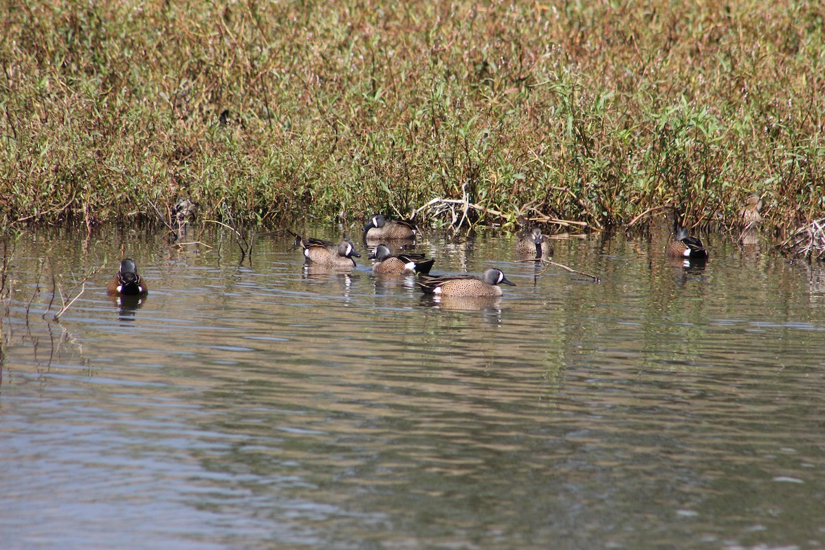 Blue-winged Teal - ML209868231