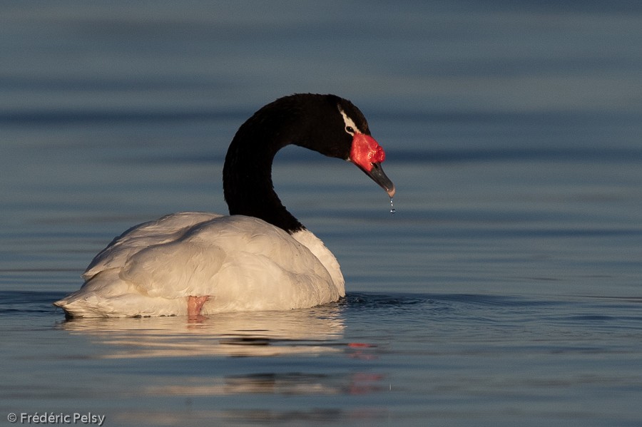 Black-necked Swan - ML209868241