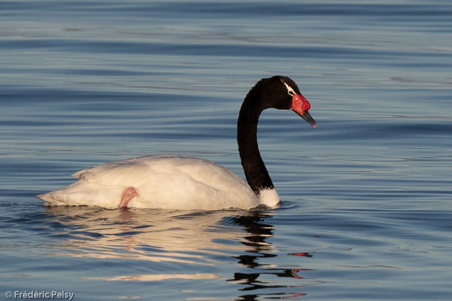 Black-necked Swan - ML209868251