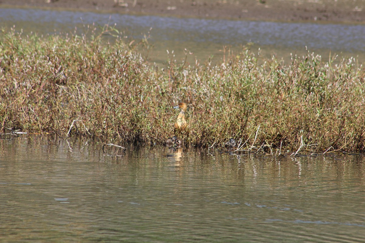 Fulvous Whistling-Duck - ML209869101