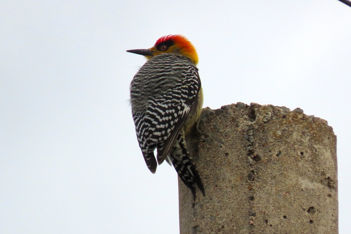Golden-cheeked Woodpecker - ML209870011