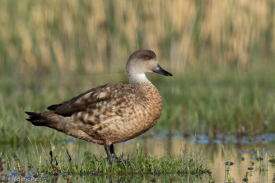 Crested Duck - ML209870351