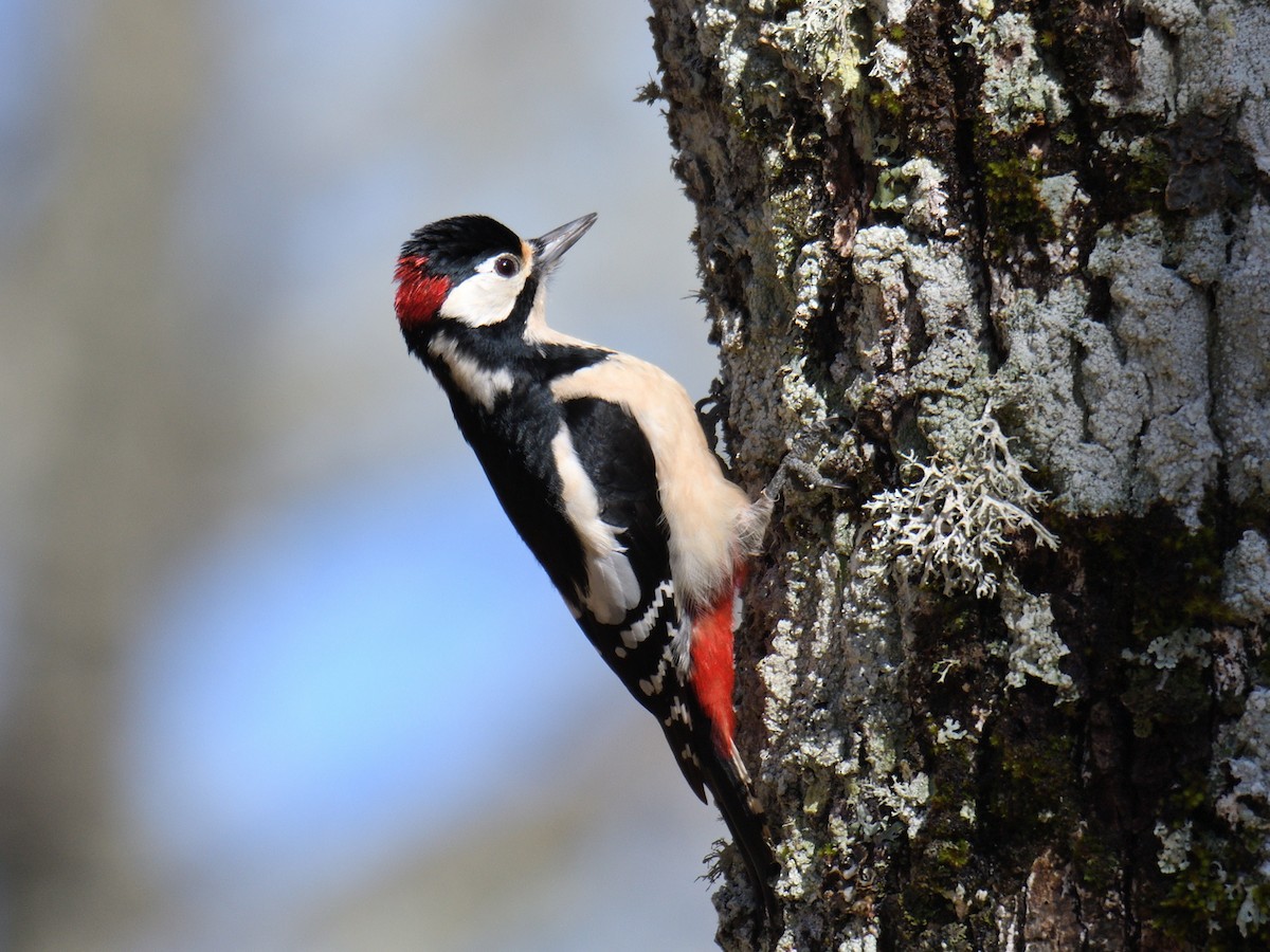 Great Spotted Woodpecker - ML209871261