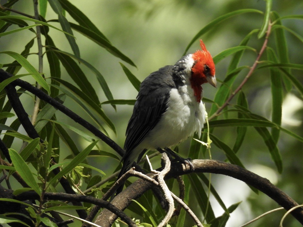 Red-crested Cardinal - Jan Shadick