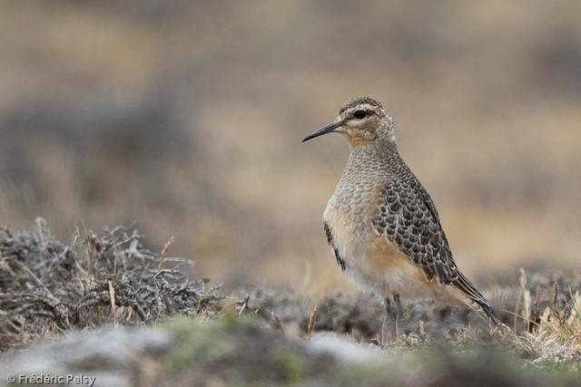 Juvenile Tawny-throated Dotterel (subspecies <em class="SciName notranslate">ruficollis</em>). - Tawny-throated Dotterel - 