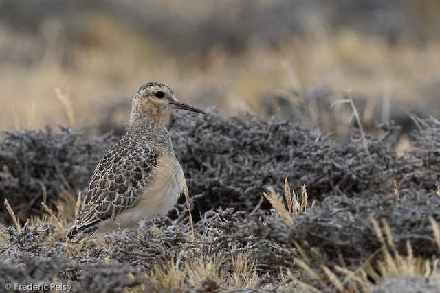 Juvenile Tawny-throated Dotterel (subspecies <em class="SciName notranslate">ruficollis</em>). - Tawny-throated Dotterel - 