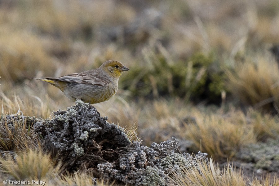 Greater Yellow-Finch - ML209873021