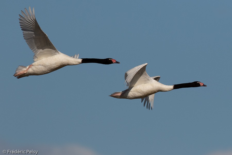 Black-necked Swan - Frédéric PELSY
