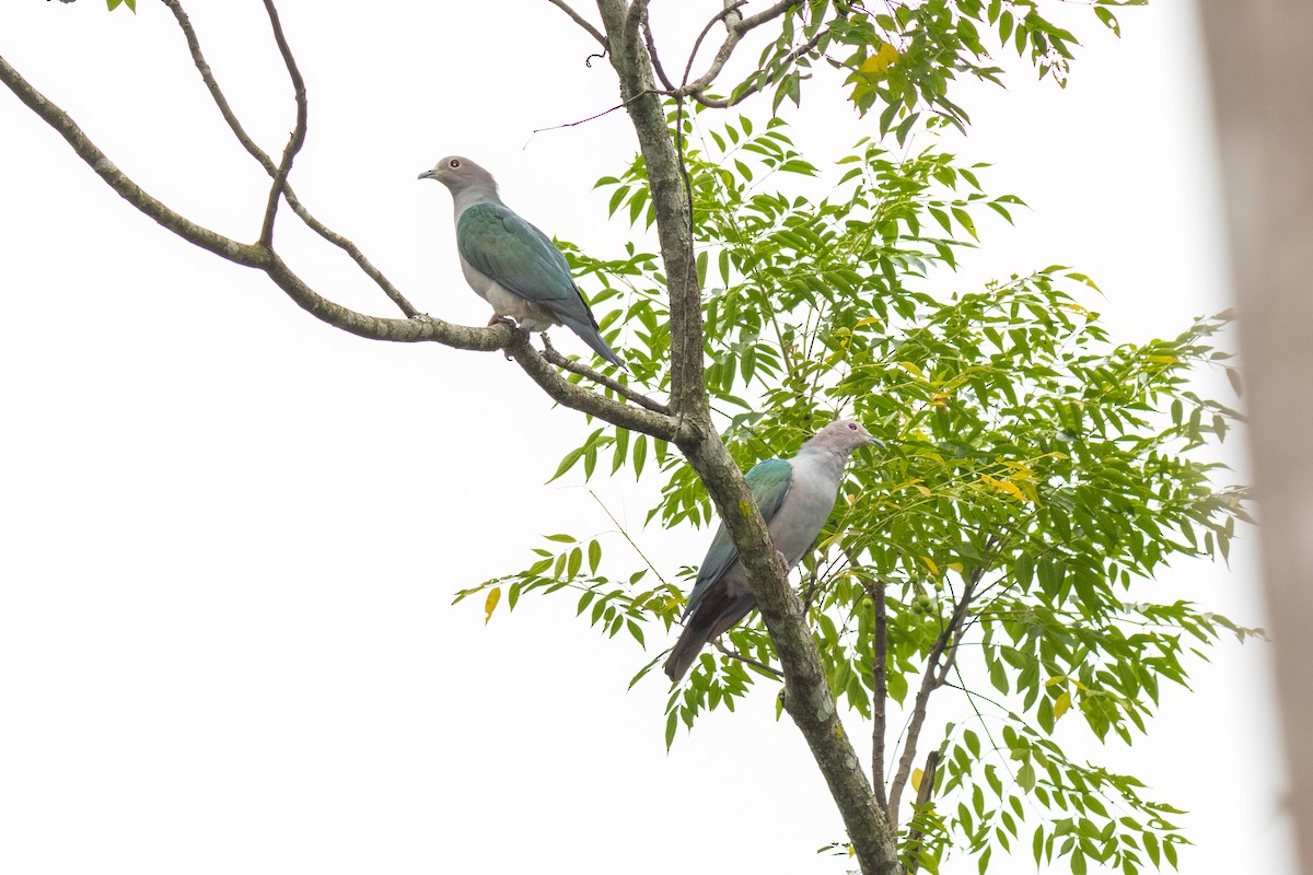 Green Imperial-Pigeon (Green) - Sutanan Pinmaneenopparat