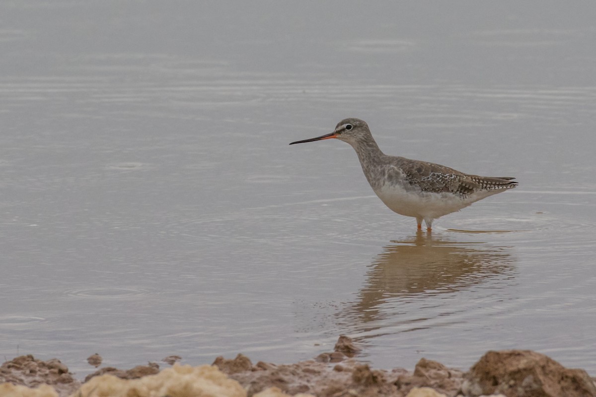 Spotted Redshank - ML209877461