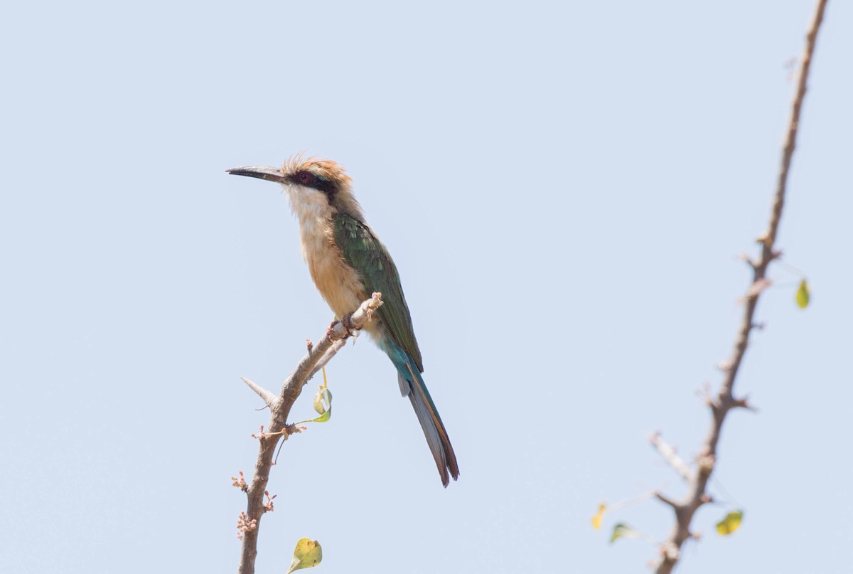 Somali Bee-eater - ML209879801