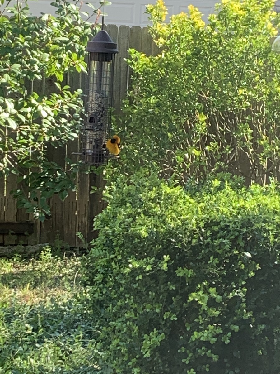 Great Backyard Bird Count Checklist 15 Feb 2020 Spring Lake dr 7