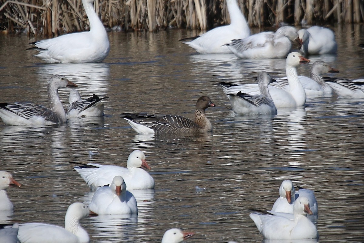 Pink-footed Goose - ML209881131
