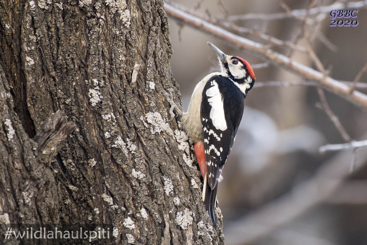 Himalayan Woodpecker - Shiv  Kumar Lahaul Spiti