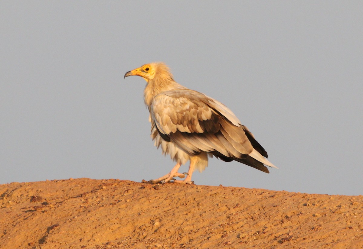 Egyptian Vulture - ML209882411