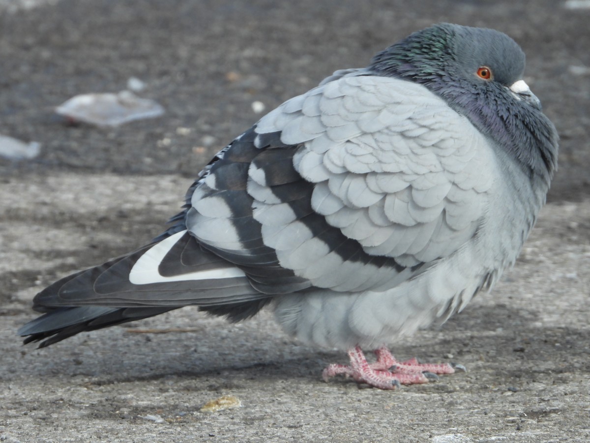 Rock Pigeon (Feral Pigeon) - Kent Millham