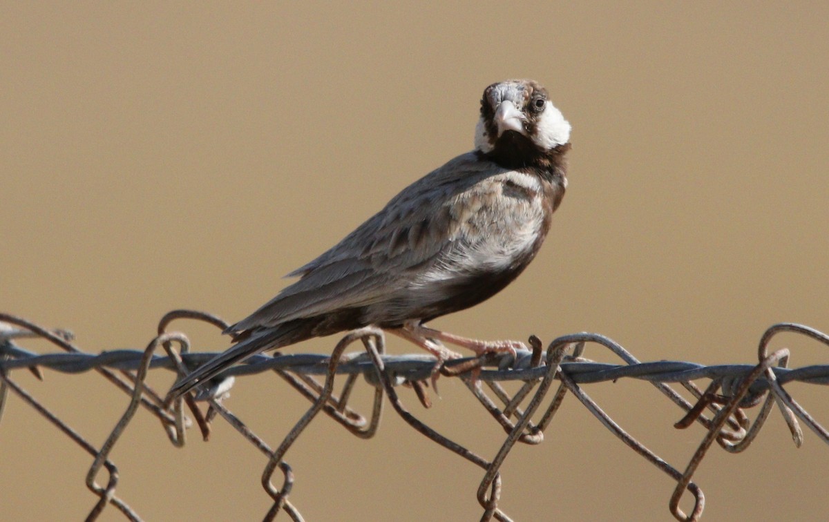 Black-crowned Sparrow-Lark - ML209886531