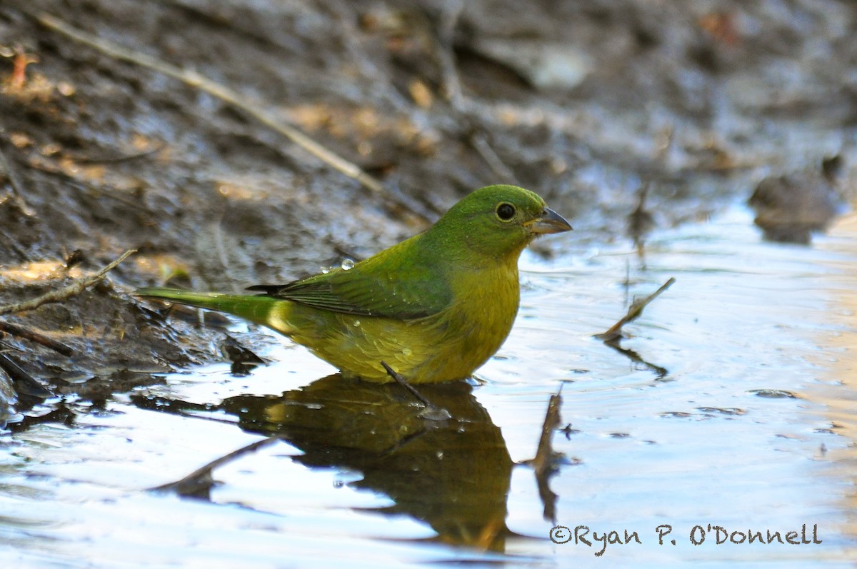 Painted Bunting - Ryan O'Donnell