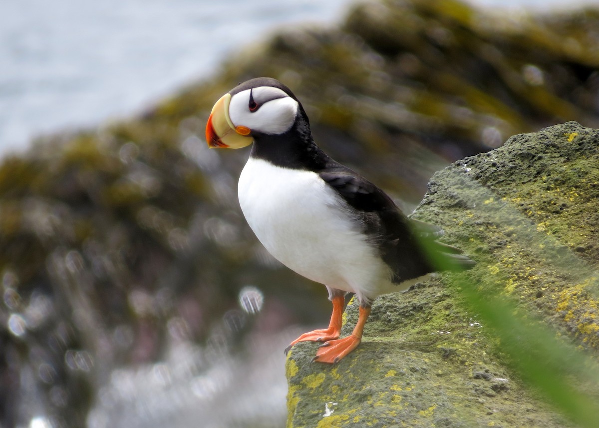 Horned Puffin - ML209887621