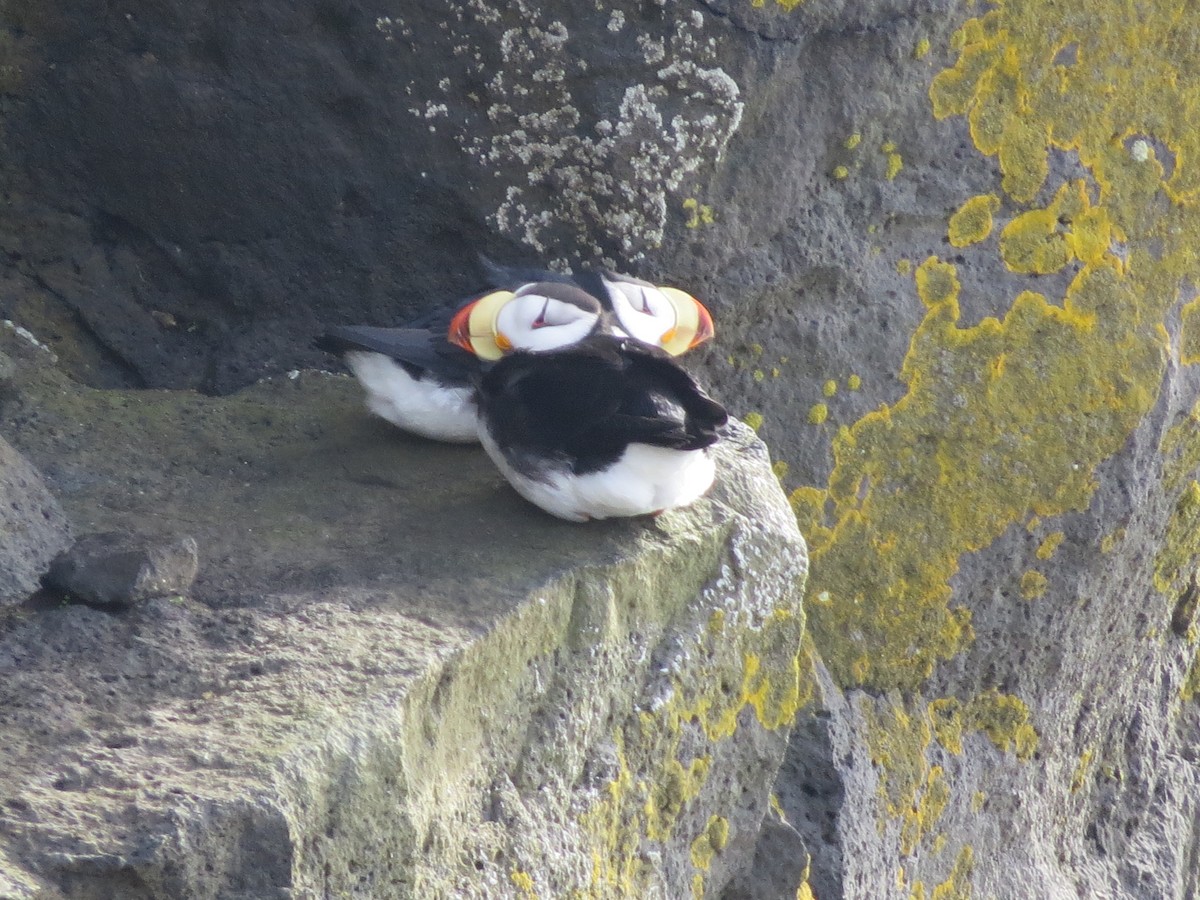 Horned Puffin - ML209887641