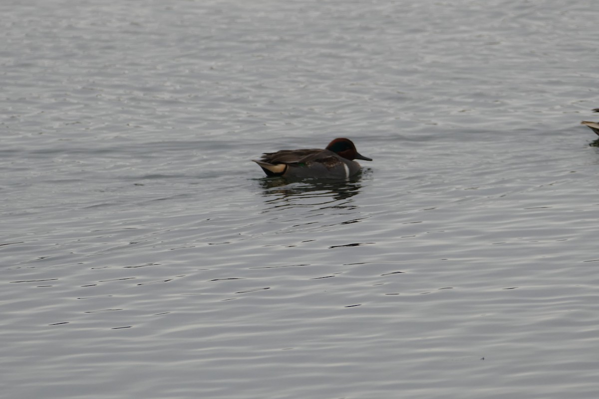 Green-winged Teal - ML209890021