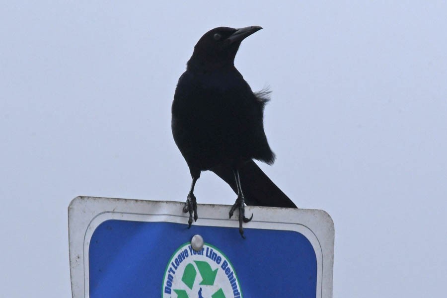 Boat-tailed Grackle - ML209890381