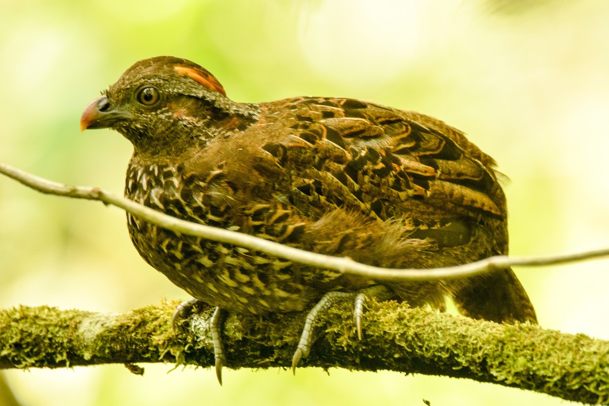 Spotted Wood-Quail - Alison Bentley