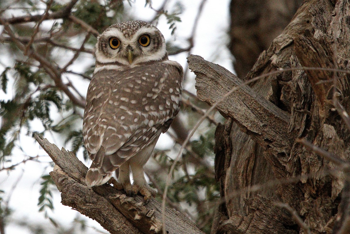 Spotted Owlet - ML209894651